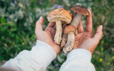 Setas en Guadalix de la Sierra: Guía para identificarlas, recolectarlas y disfrutarlas en otoño