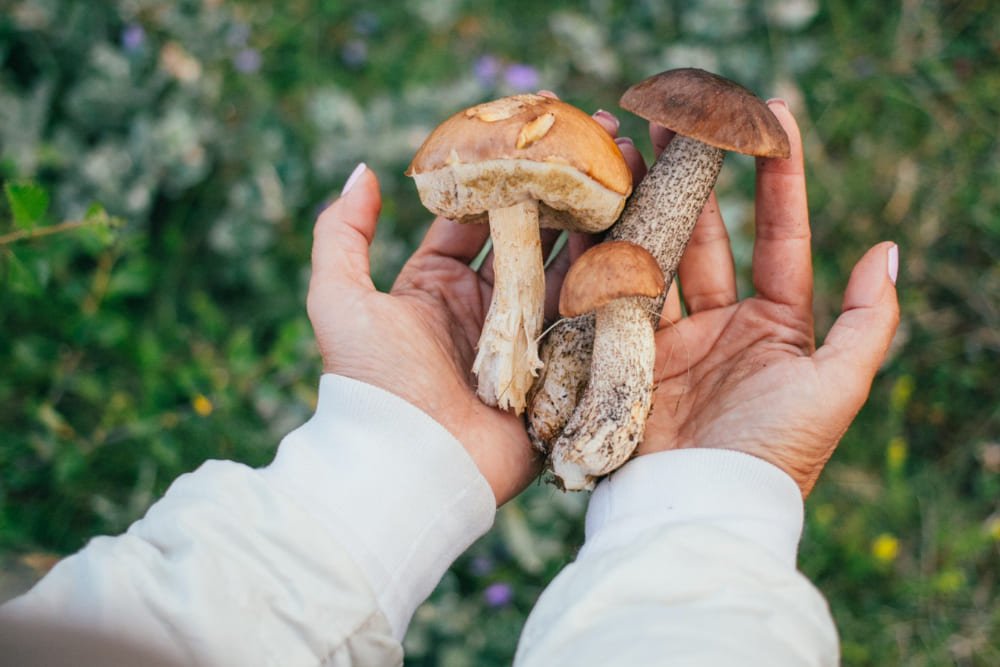 recolecta de setas bosque guadalix de la sierra asador junco productos locales recolecta de setas bosque guadalix de la sierra asador junco productos locales